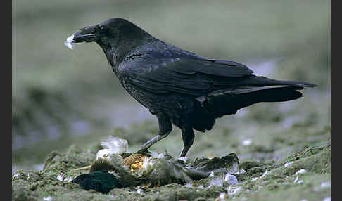 Kolkrabe (Corvus corax)