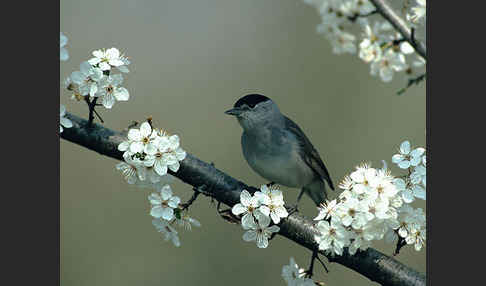 Mönchsgrasmücke (Sylvia atricapilla)