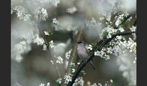 Mönchsgrasmücke (Sylvia atricapilla)