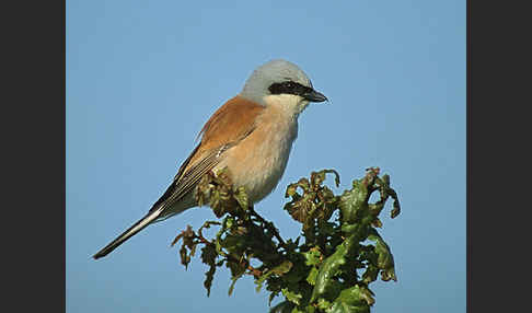 Neuntöter (Lanius collurio)