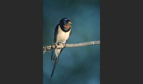 Rauchschwalbe (Hirundo rustica)