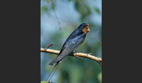 Rauchschwalbe (Hirundo rustica)