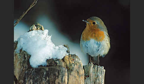 Rotkehlchen (Erithacus rubecula)