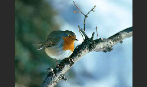 Rotkehlchen (Erithacus rubecula)