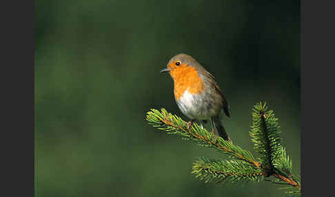 Rotkehlchen (Erithacus rubecula)