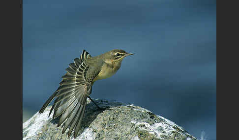 Wiesenschafstelze (Motacilla flava)