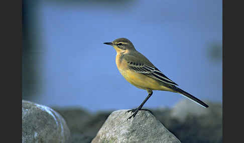 Wiesenschafstelze (Motacilla flava)