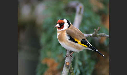 Stieglitz (Carduelis carduelis)