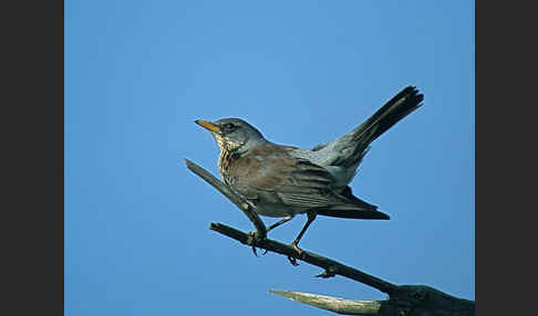 Wacholderdrossel (Turdus pilaris)