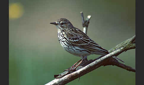 Wiesenpieper (Anthus pratensis)