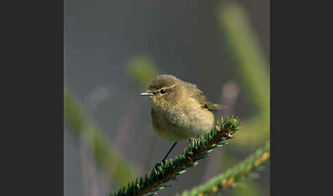 Zilpzalp (Phylloscopus collybita)