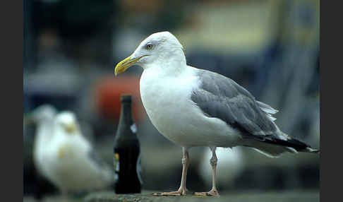 Silbermöwe (Larus argentatus)