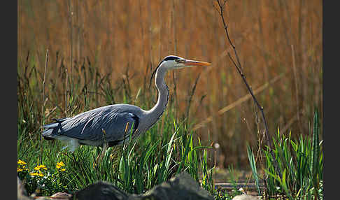 Graureiher (Ardea cinerea)