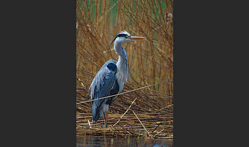 Graureiher (Ardea cinerea)