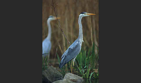 Graureiher (Ardea cinerea)