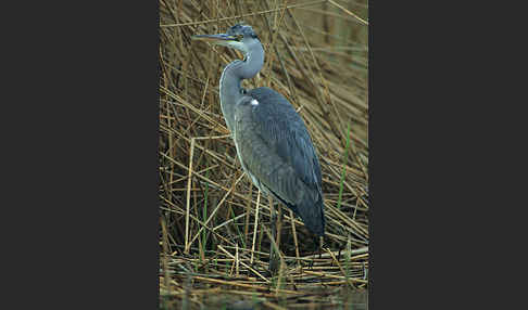 Graureiher (Ardea cinerea)