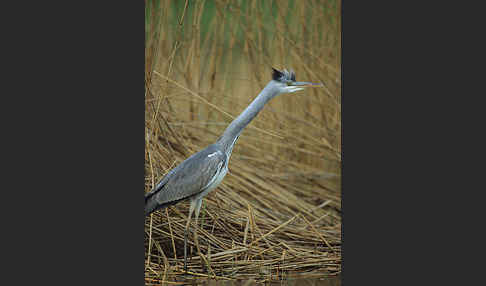 Graureiher (Ardea cinerea)