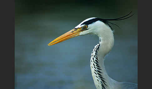 Graureiher (Ardea cinerea)