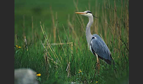 Graureiher (Ardea cinerea)