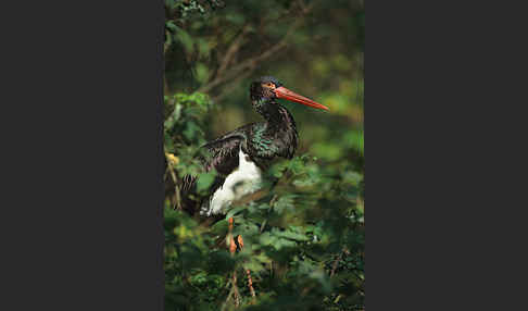 Schwarzstorch (Ciconia nigra)