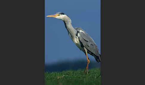 Graureiher (Ardea cinerea)