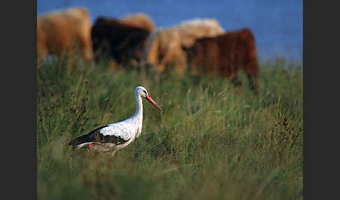 Weißstorch (Ciconia ciconia)