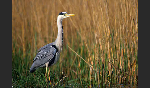 Graureiher (Ardea cinerea)