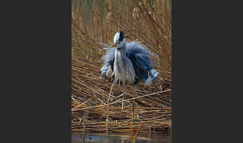 Graureiher (Ardea cinerea)