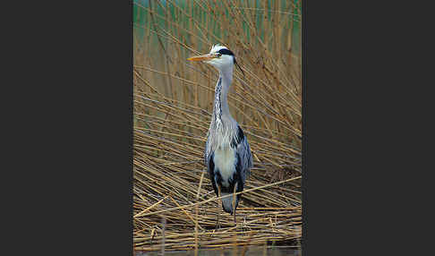 Graureiher (Ardea cinerea)