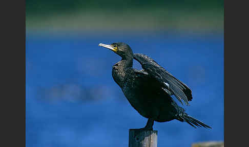 Kormoran (Phalacrocorax carbo)