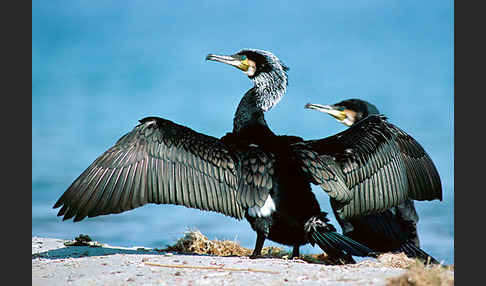 Kormoran (Phalacrocorax carbo)