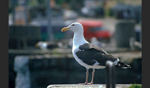 Mantelmöwe (Larus marinus)