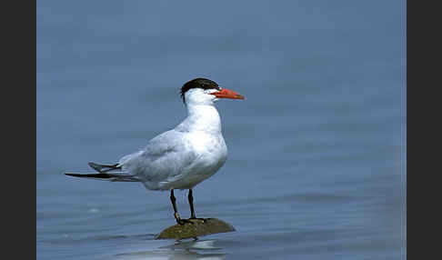 Raubseeschwalbe (Sterna caspia)