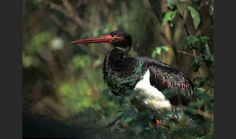 Schwarzstorch (Ciconia nigra)