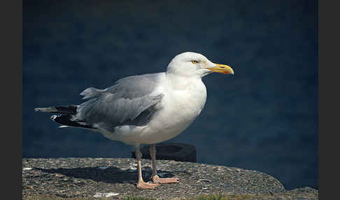 Silbermöwe (Larus argentatus)