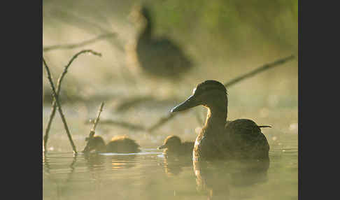 Stockente (Anas platyrhynchos)