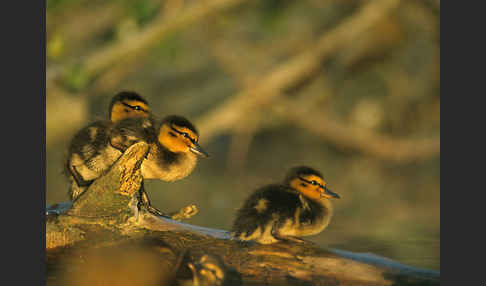 Stockente (Anas platyrhynchos)