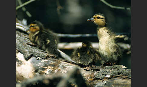 Stockente (Anas platyrhynchos)