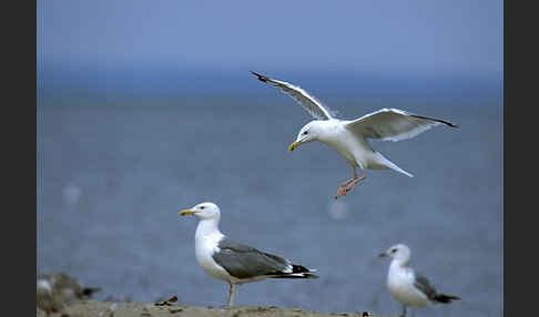 Lachmöwe (Larus ridibundus)