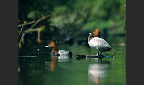 Tafelente (Aythya ferina)