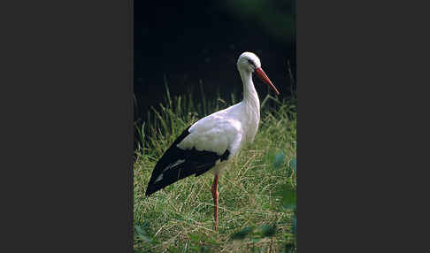 Weißstorch (Ciconia ciconia)