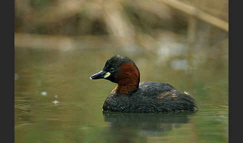 Zwergtaucher (Tachybaptus ruficollis)