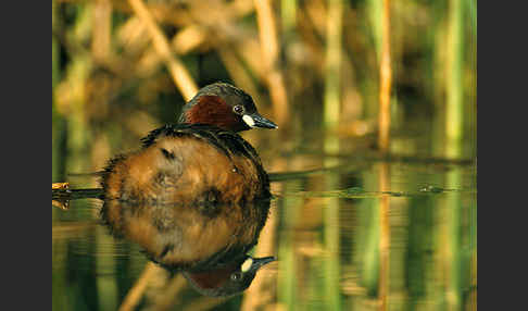 Zwergtaucher (Tachybaptus ruficollis)