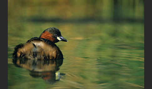 Zwergtaucher (Tachybaptus ruficollis)