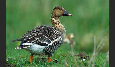 Tundrasaatgans (Anser fabalis rossicus)