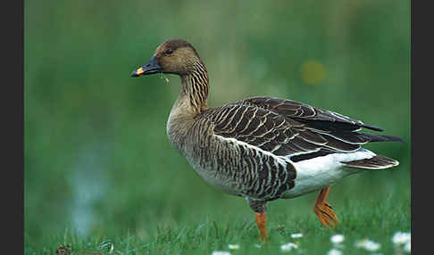 Tundrasaatgans (Anser fabalis rossicus)