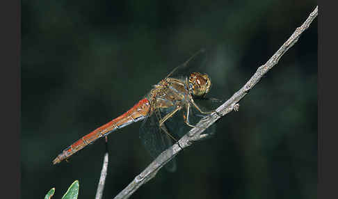 Gemeine Heidelibelle (Sympetrum vulgatum)