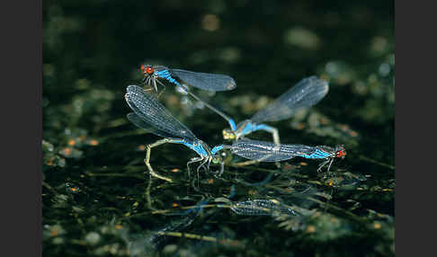 Kleines Granatauge (Erythromma viridulum)