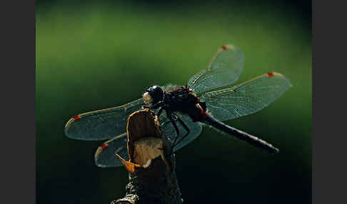 Nordische Moosjungfer (Leucorrhinia rubicunda)