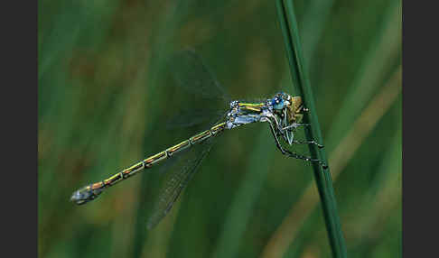 Gemeine Binsenjungfer (Lestes sponsa)